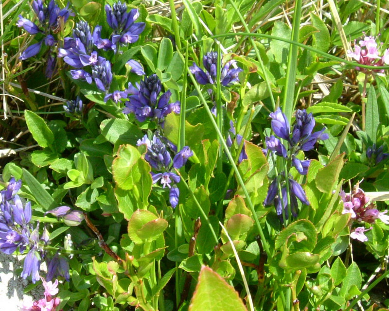 Polygala Viola??